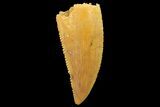 Serrated, Raptor Tooth - Real Dinosaur Tooth #179541-1